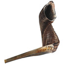 Shofar size 5 - UK48562