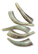 Mini Childrens Shofar-8"