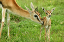 Perek Shira Series -  Gazelles - VIDEO