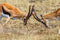 Perek Shira Series -  Gazelles - VIDEO