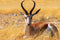 Perek Shira Series -  Gazelles - VIDEO